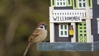 Sperling sitzt vor Vogelfutterhaus