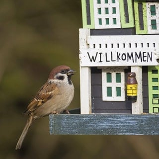 Sperling sitzt vor Vogelfutterhaus