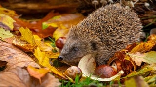 Igel im Laub