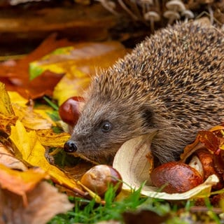 Igel im Laub