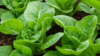 Feldsalat im Beet - Tipps für die Herbstaussaat