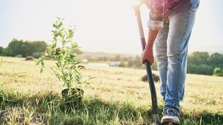 Mann pflanzt einen Baum