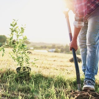 Mann pflanzt einen Baum