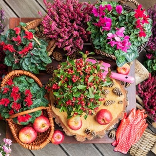 herbstliche Pflanzen (Heidekreit, Alpenveilchen, Chrysanthemen) für Pflanzung