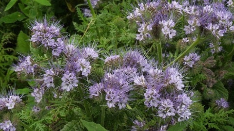 Lacy (Phacelia tanacetifolia) in Blüte auf einem Feld, Gründüngung