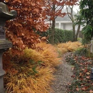 Neuer Japanischer Garten in Bad Krozingen