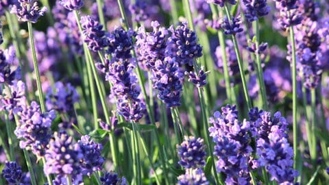 Lavendel zum Räuchern