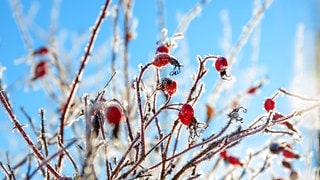 Gras und Frucht mit Raureif