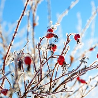 Gras und Frucht mit Raureif