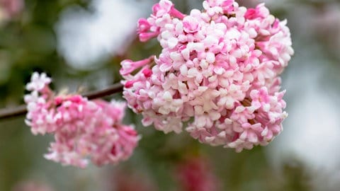 Schneeball (Viburnum bodnantense) 