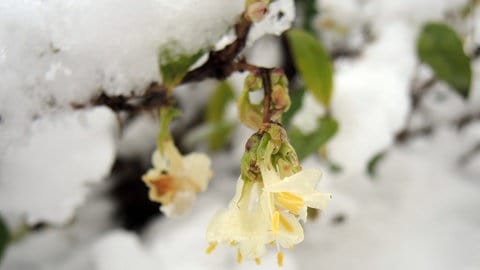 Winterheckenkirsche (Lonicera purpusii).