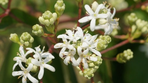 Sieben-Söhne-des-Himmels-Strauch (Heptacodium miconioides)