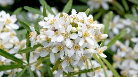 Orangenblume (Choisya ternata)