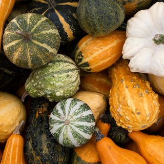 Verschiedene Kürbisse für eine gesunde Ernährung