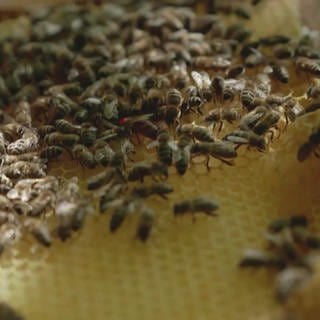 Bienen vom Imkerhof
