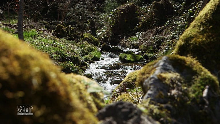 Neue Ermittlungen Um Vermisste Wanderin Im Kreis Waldshut Swr Aktuell