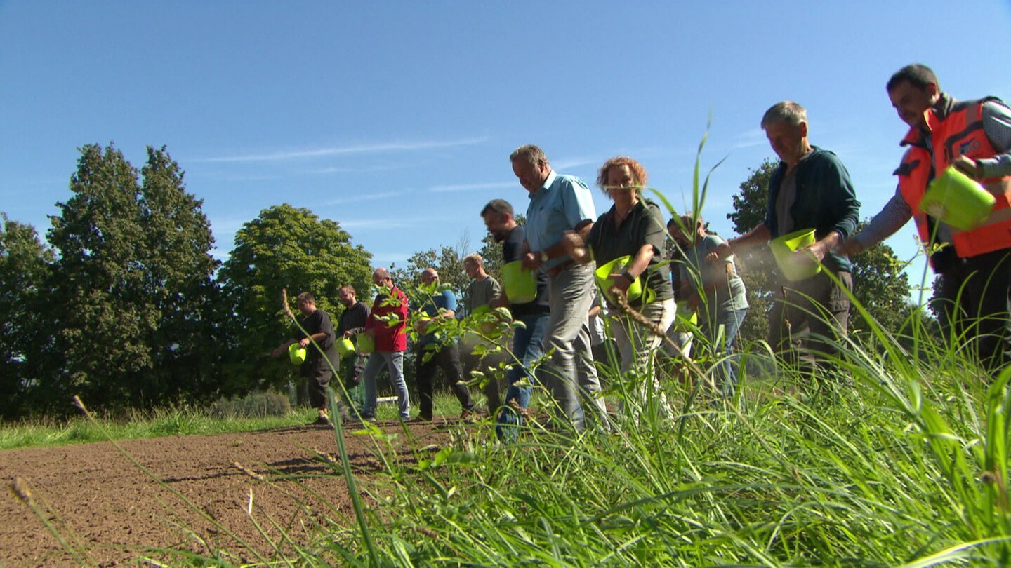 So legt man eine Wildblumenwiese an - Landesschau Baden-Württemberg - TV