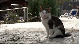 Kater Louis auf dem Gelände der Sauna im Bad Blau in Blauheim