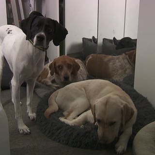 Hunde warten auf ihre Behandlung