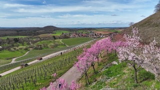 Weinberge bei Diefenbach