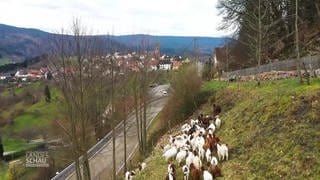 Bermersbach und seine Ziegen