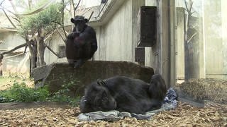 Zwei Schimpansen sitzen und liegen in ihrem Affengehege