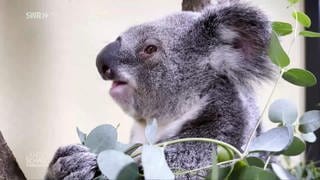 Koalas im Terra Australis