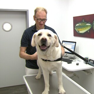 Ein Hund wird bei Tierarzt Matthias Frank untersucht