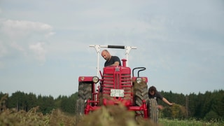 Kartoffeln ernten