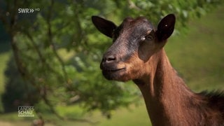 eine Ziege in Nahaufnahme