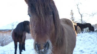 Isländer-Pferd