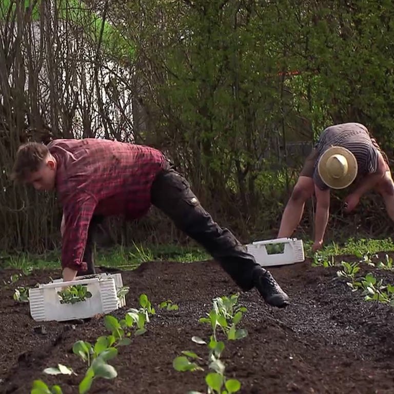 Drei Männer pflanzen Gemüse in ein Feld