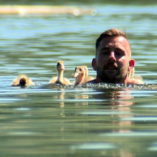 Patrick Furch schwimmt mit Entenküken im Breitenauer See
