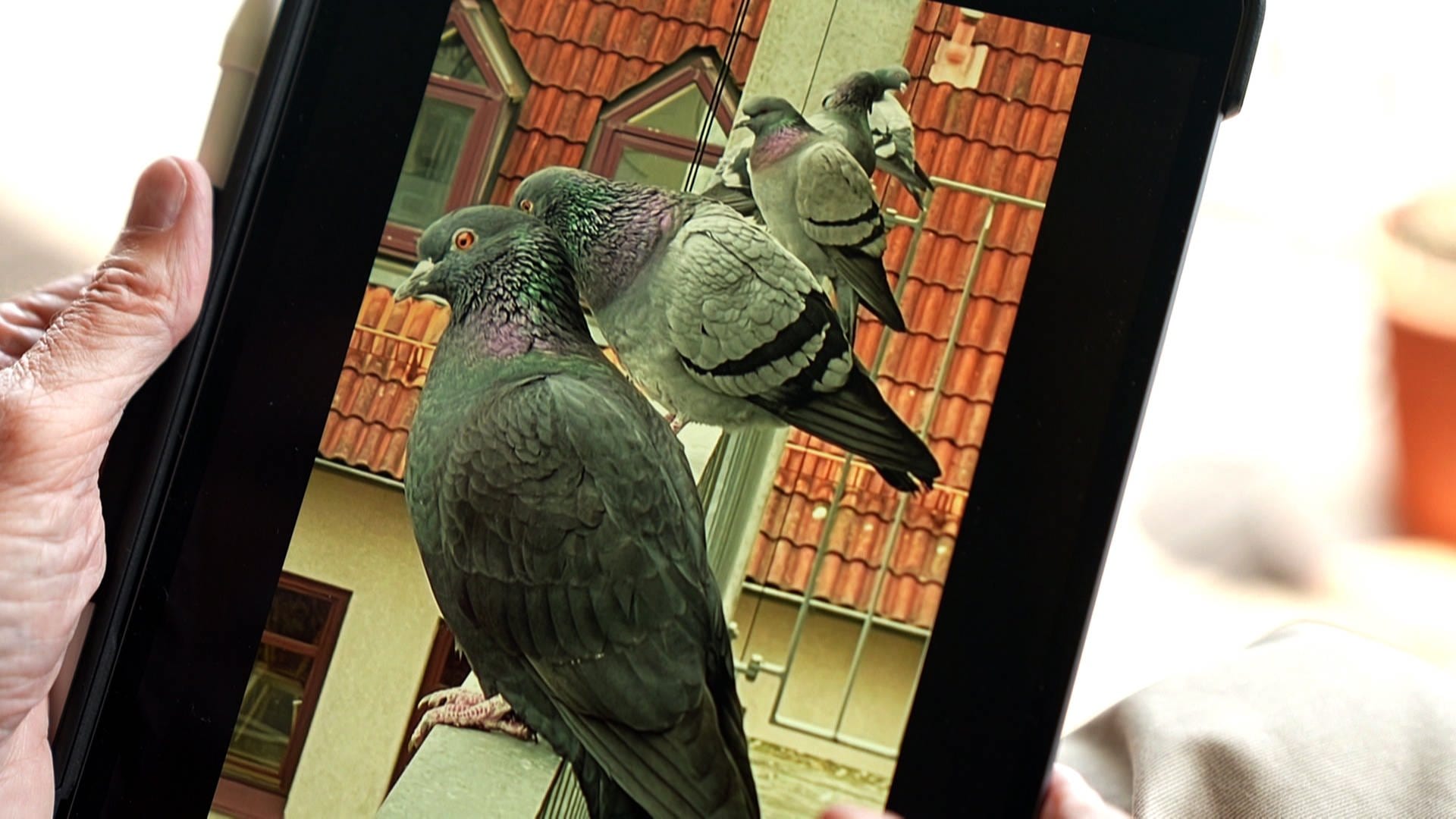 Taubenproblem in Tuttlingen: Anwohner spannen Netz ums Haus für 10.000 Euro 