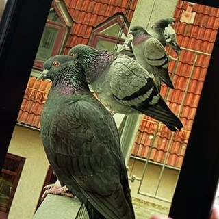 Tauben sitzen auf einem Balkongeländer eines Mehrfamilienhauses in Tuttlingen