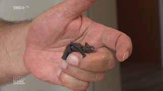 eine Baby-Fledermaus sitzt auf einer Hand