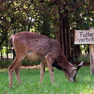 Mufflon Phil grast auf einer Wiese mit einem Füttern-Verboten-Schild im Favoritepark Ludwigsburg