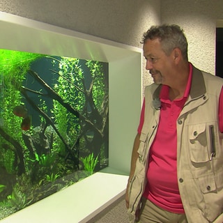 Der Tierpfleger, John-Peck Wittner, betrachtet ein großes Aquarium mit mehreren Fischen im Luisenpark Mannheim.