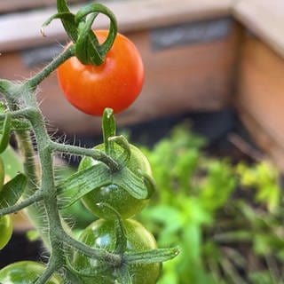 Tomatenpflanze mit Früchten