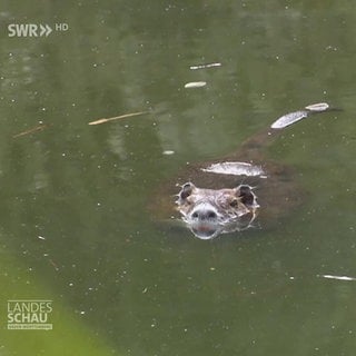 Nutria schwimmend