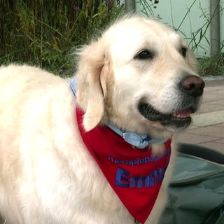 Golden Retriever Emma ist ein Therapiehund im Krankenhaus