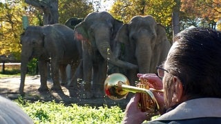 Trompeter Walter Scholz spielt für die Elefanten im Zoo Karlsruhe Trompete