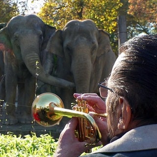 Trompeter Walter Scholz spielt für die Elefanten im Zoo Karlsruhe Trompete