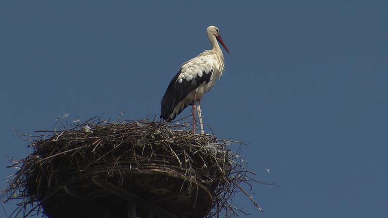Storch auf einem Dach in Schemmerhofen
