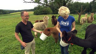 Jürgen Hörig und Tatjana Geßler füttern Lamas und Alpakas