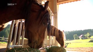 Coole Pferde, heisse Herzen: das Schwarzwälder Kaltblut