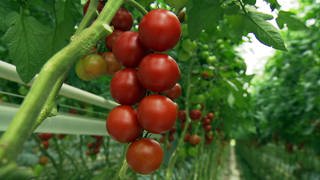 Hagdorn Tomaten aus Eberdingen