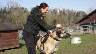 Die Tiere auf dem Argenhof werden liebevoll umsorgt.