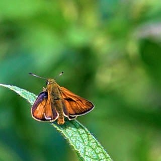 Orangefarbener Schmetterling sitzt auf grünem Halm
