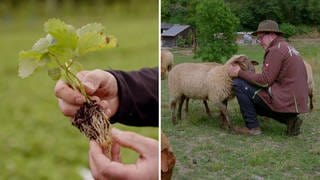Ein Obsthof in Nußbach steht vor der Herausforderung, Erdbeerpflanzen in die Erde zu bringen. Die Hoffreunde aus dem Hunsrück siedeln ihre Schafherde auf eine neue Grünfläche